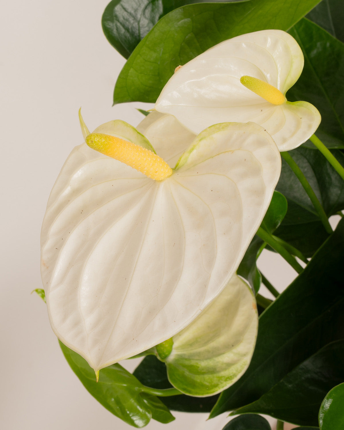 White Flamingo Plant