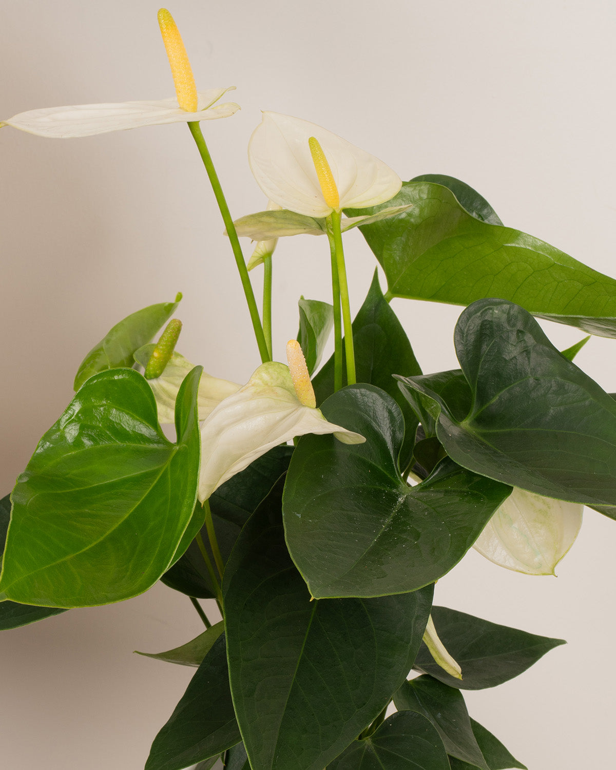White Flamingo Plant