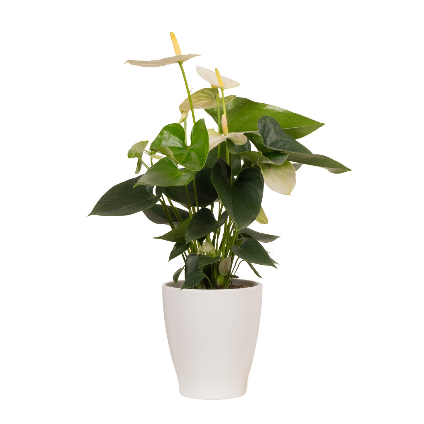White Flamingo Plant