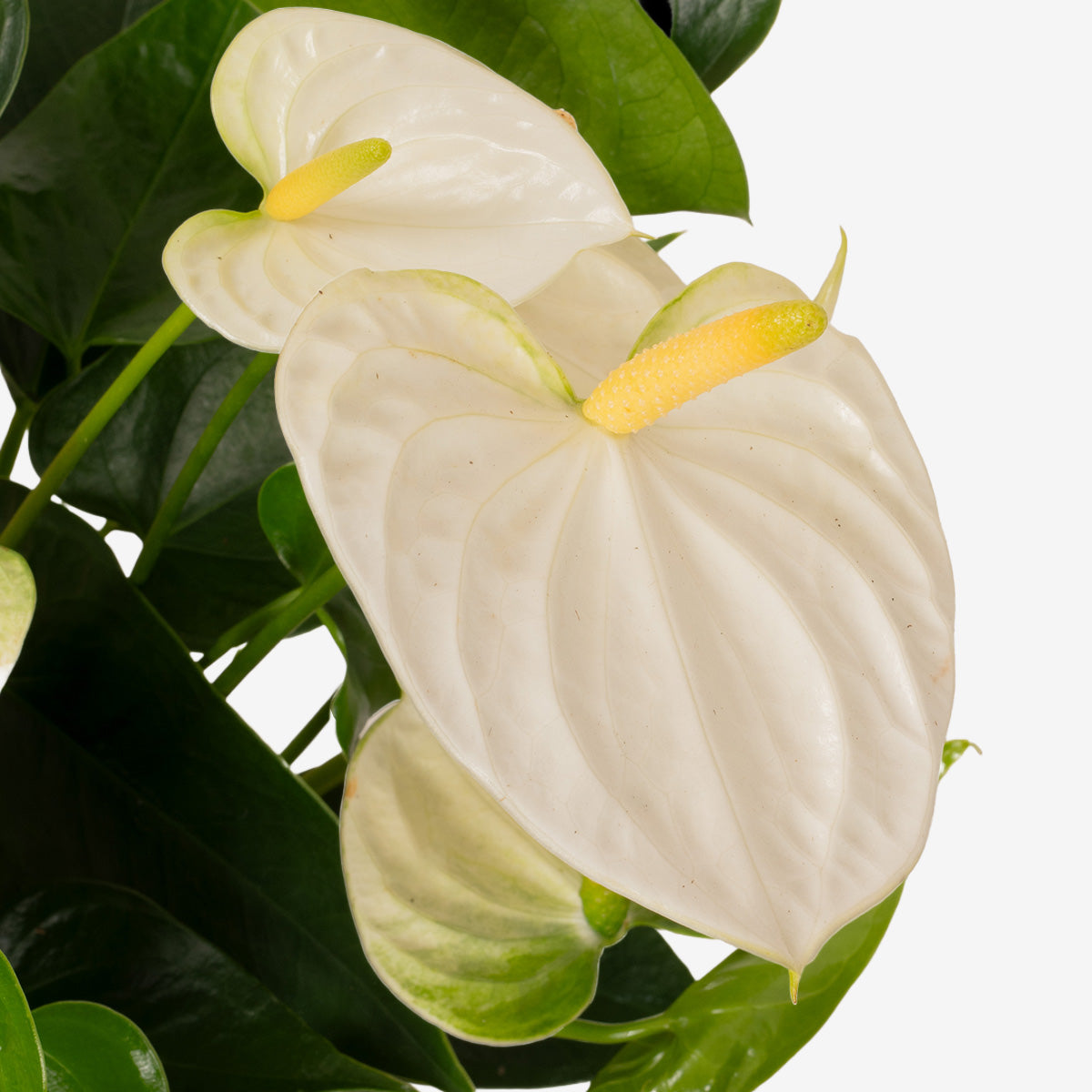 White Flamingo Plant
