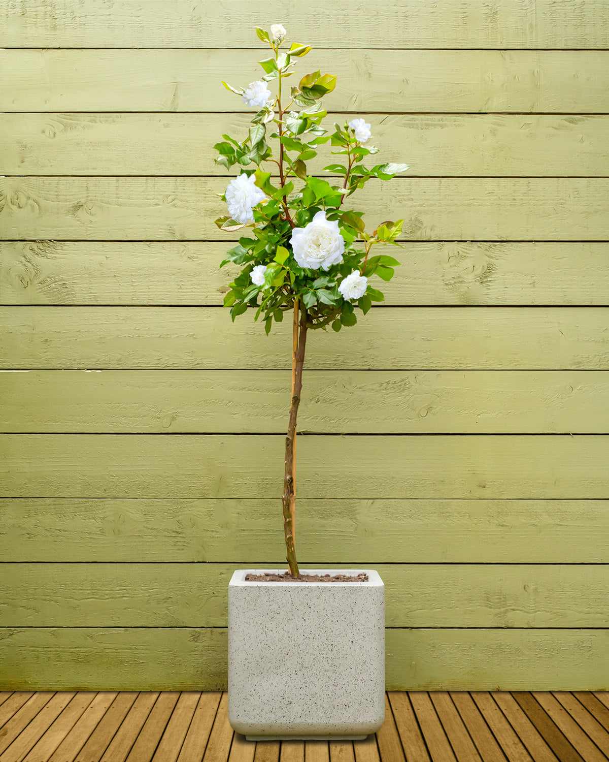 white rose indoor plant White Rose | Outdoor Plants