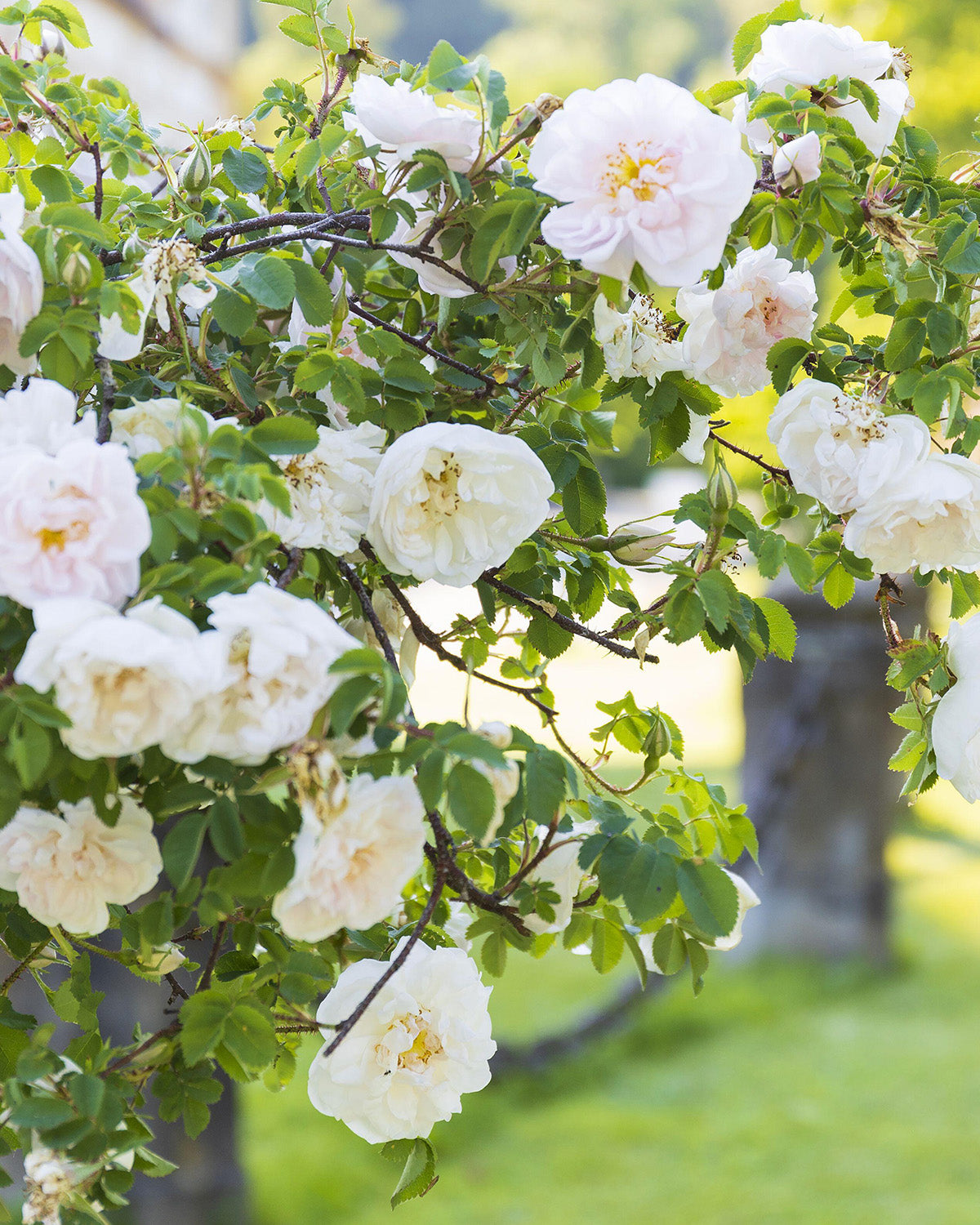 White Rose