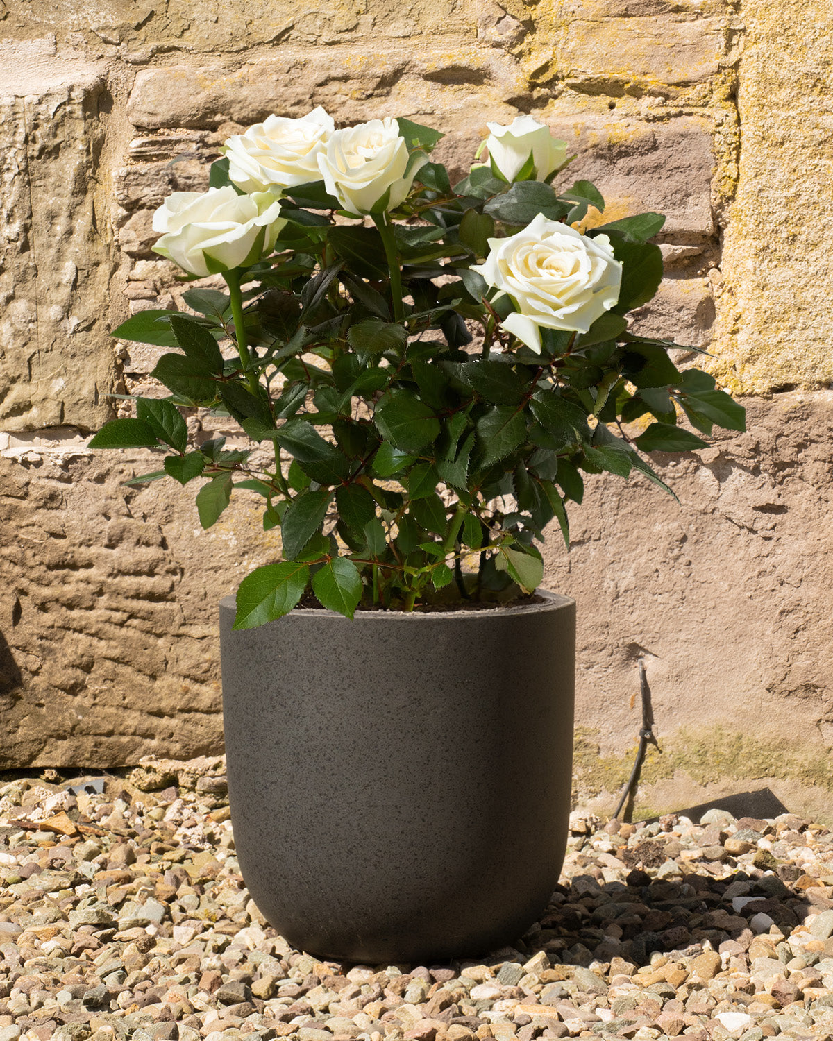 White Rose