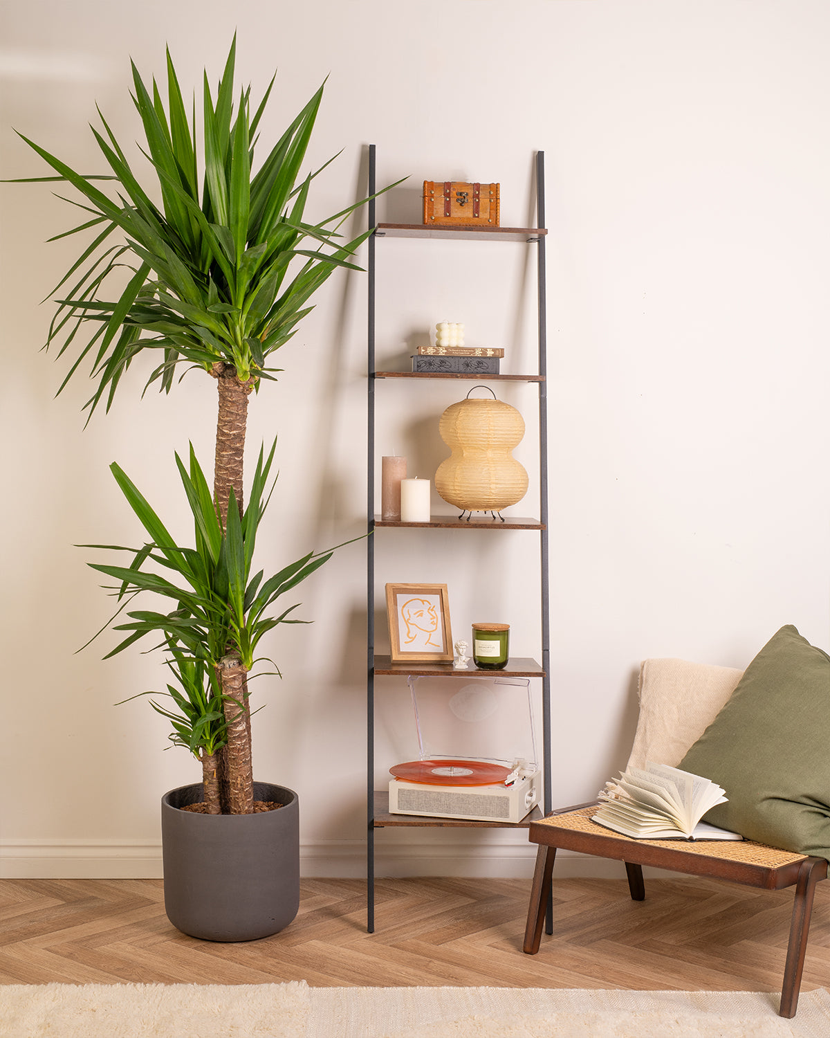 Yucca
