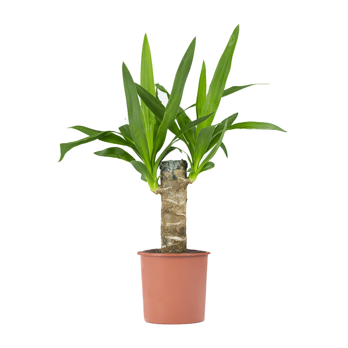 Yucca