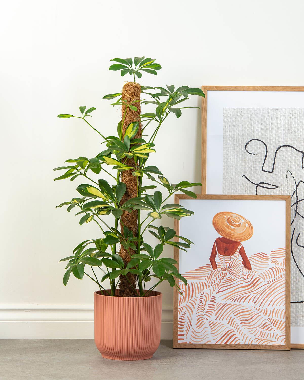 Golden Umbrella Tree