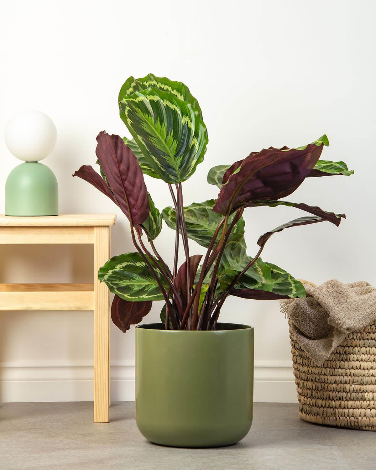 Medallion Prayer Plant