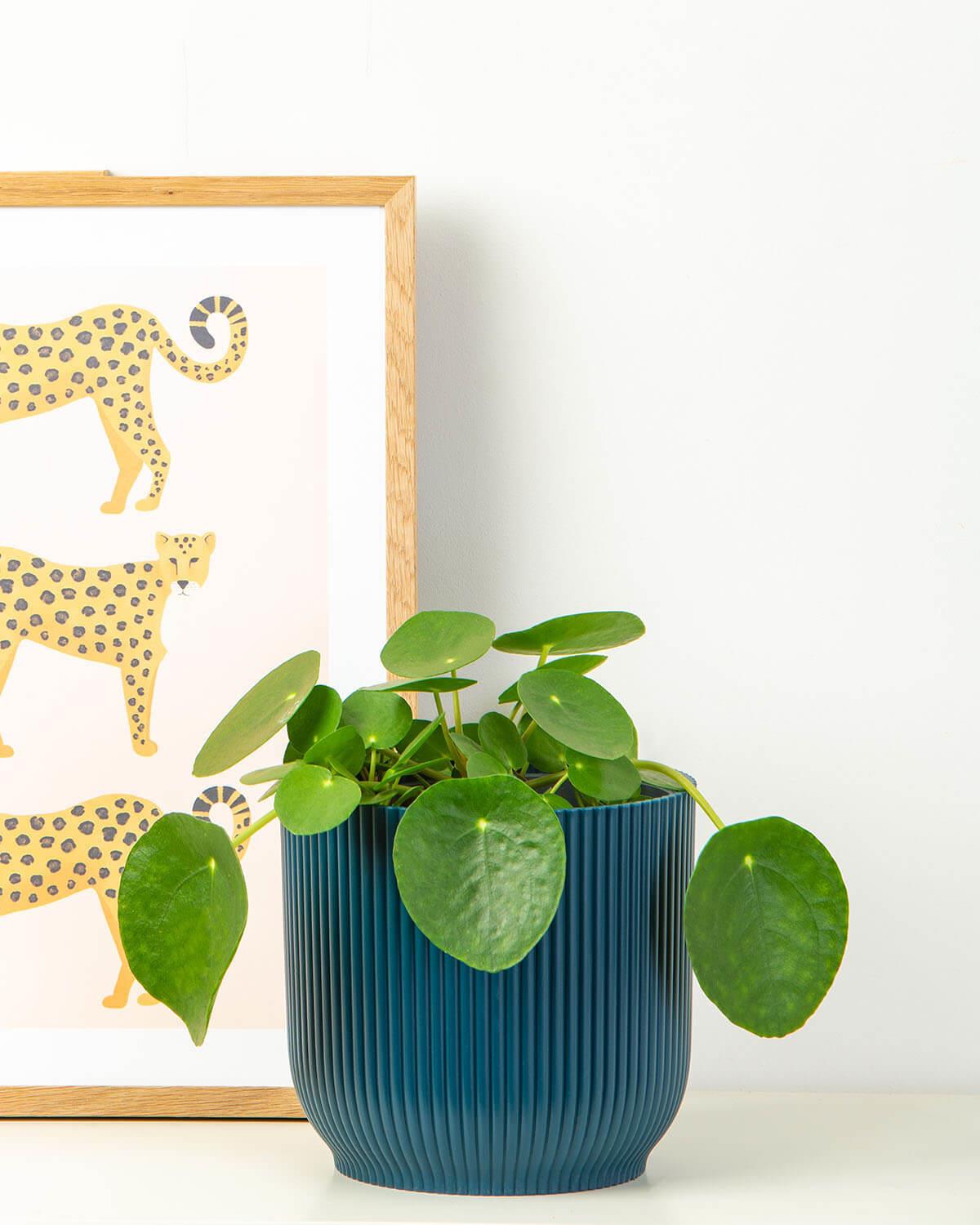 Chinese Money Plant