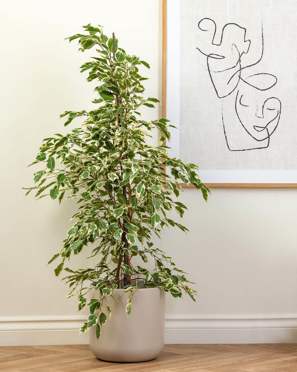 Variegated Weeping Fig