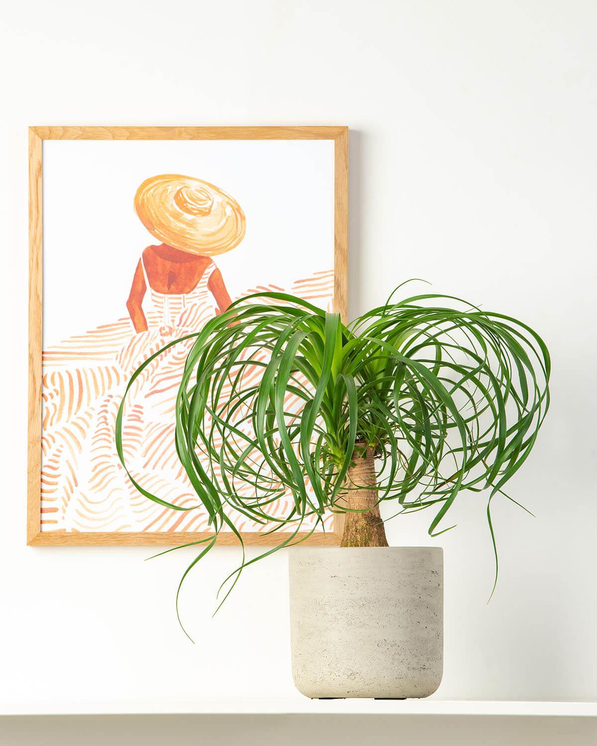 Ponytail Palm