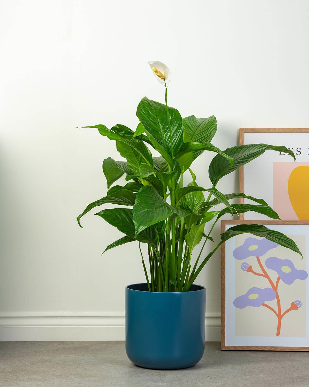 Peace Lily
