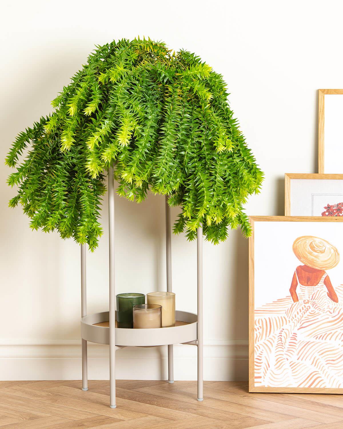 Tassel Fern
