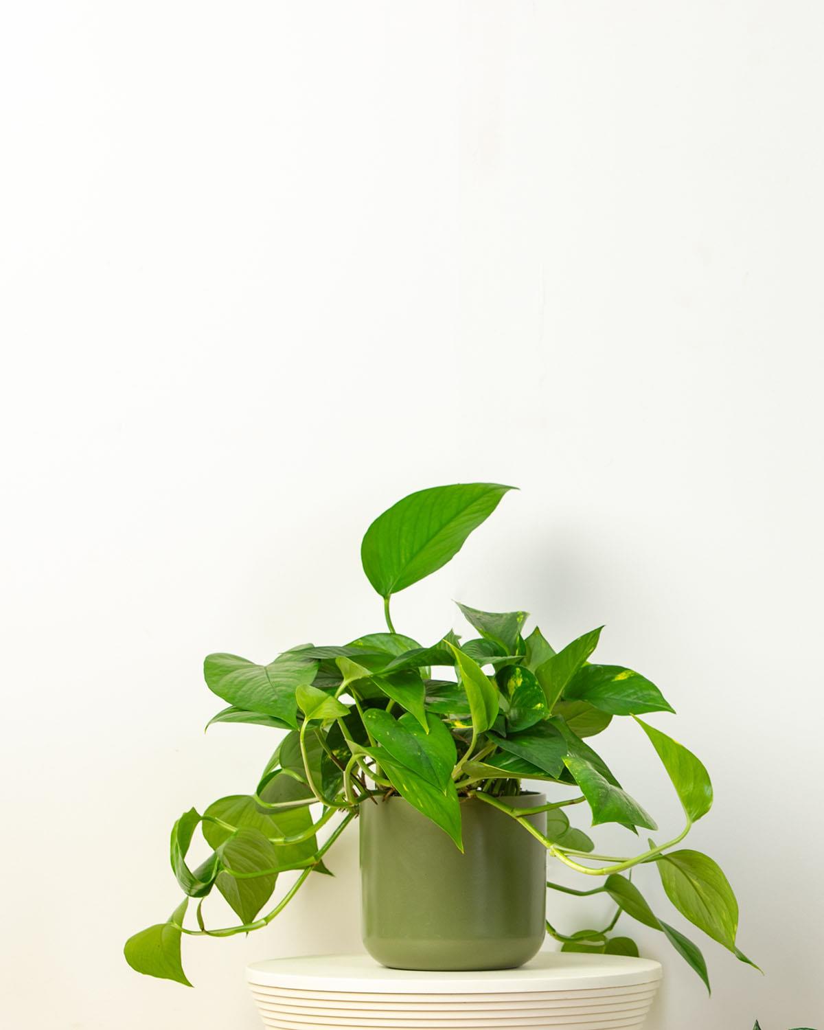 Shade Tolerant Bundle