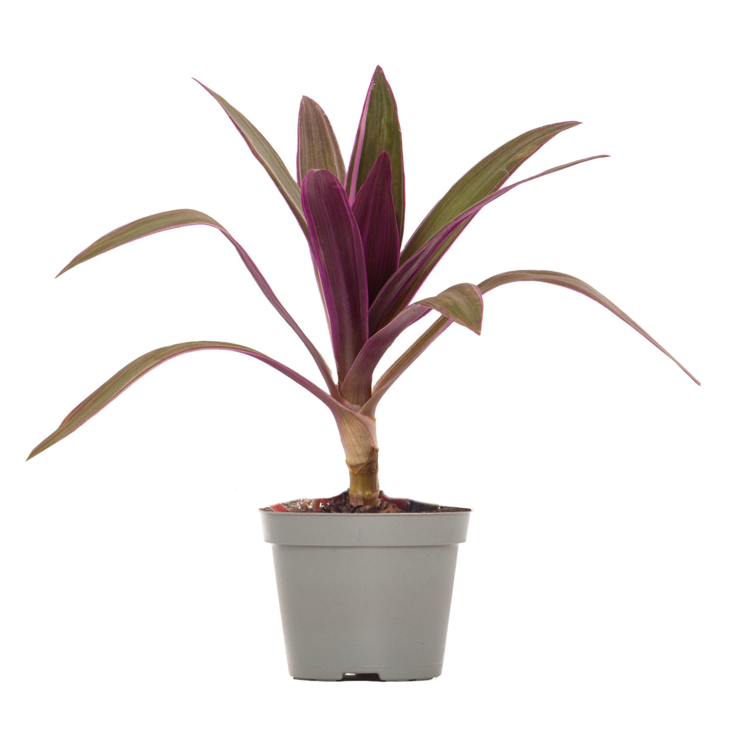 Lil' Oyster Plant