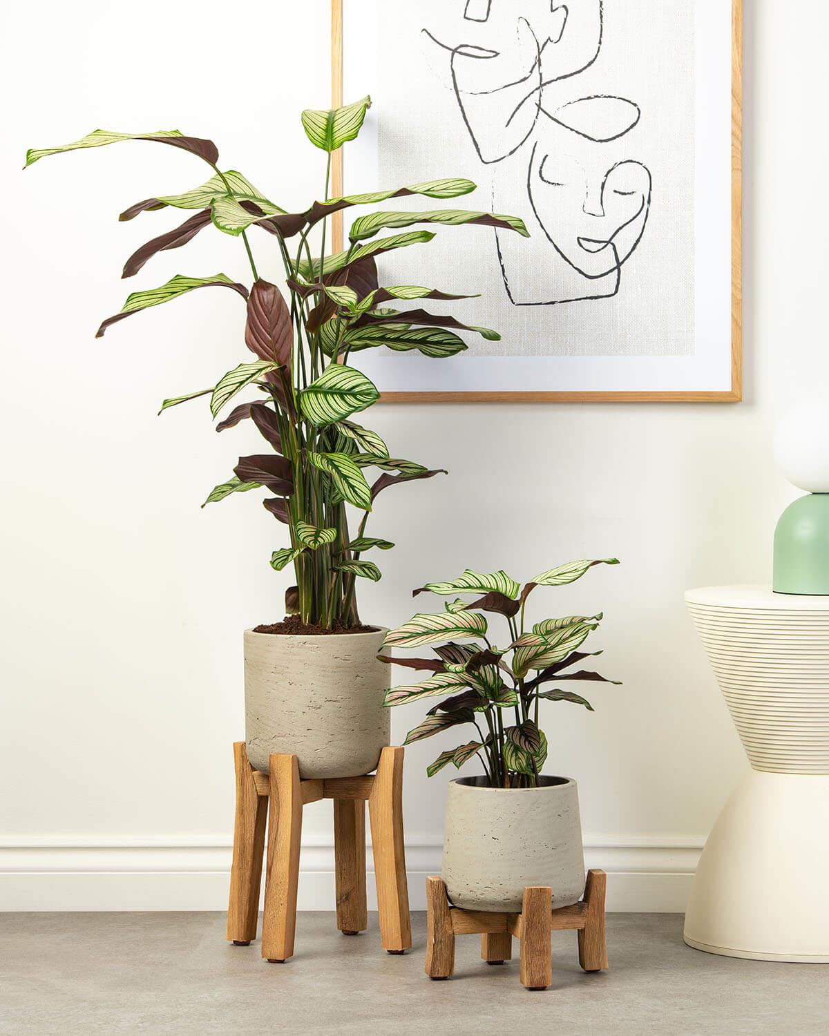 huge prayer plant Whitestar Prayer Plant | Calathea Whitestar