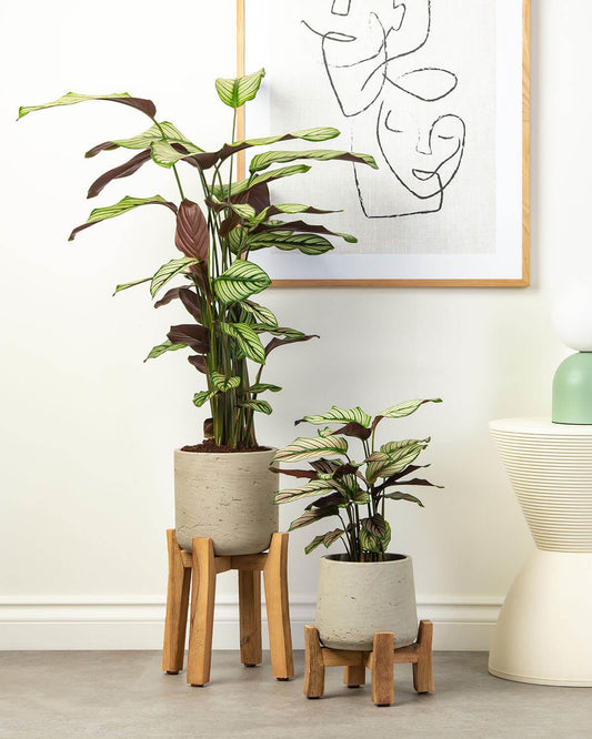 Whitestar Prayer Plant