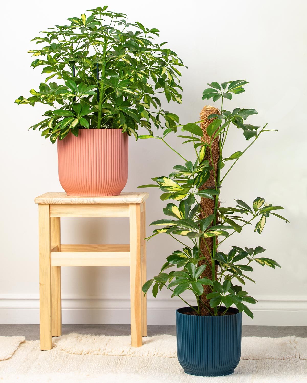 Gold Umbrella Tree Schefflera - 4 Inch Pot Air Purifying Houseplant With Golden Variegated Leaves