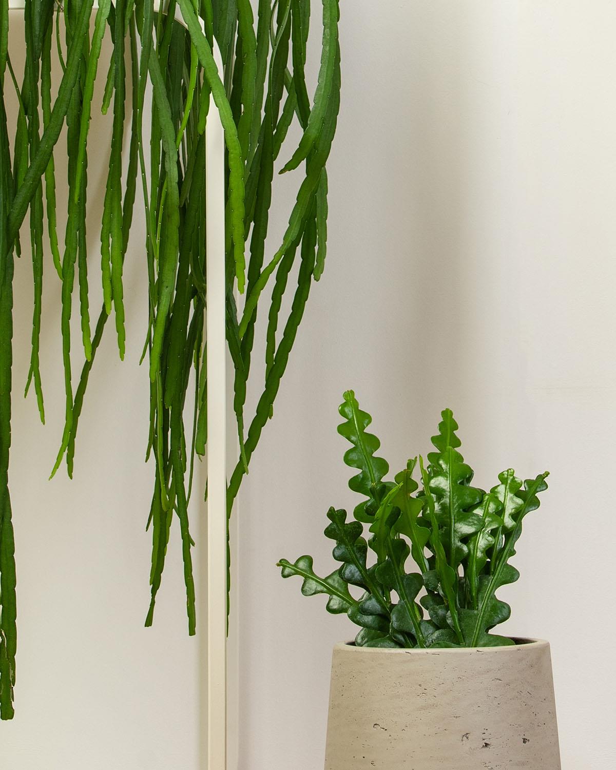 Tall Hanging Bundle