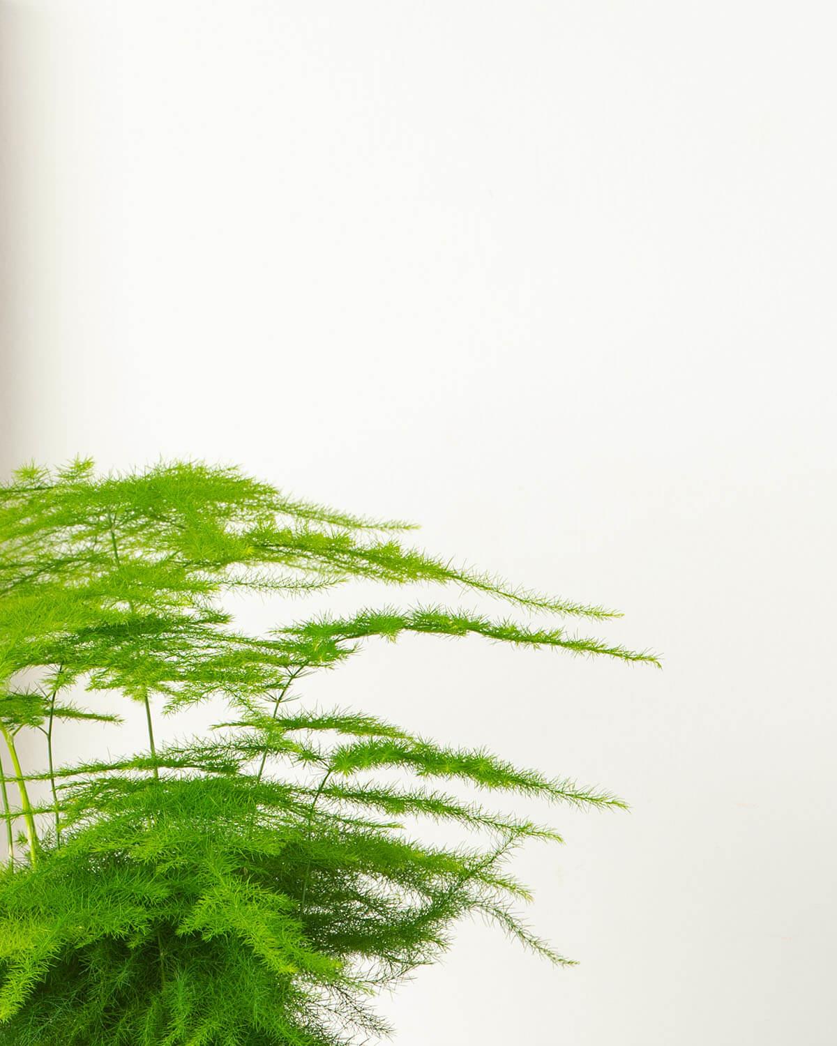 Asparagus Fern Close Up Leaves