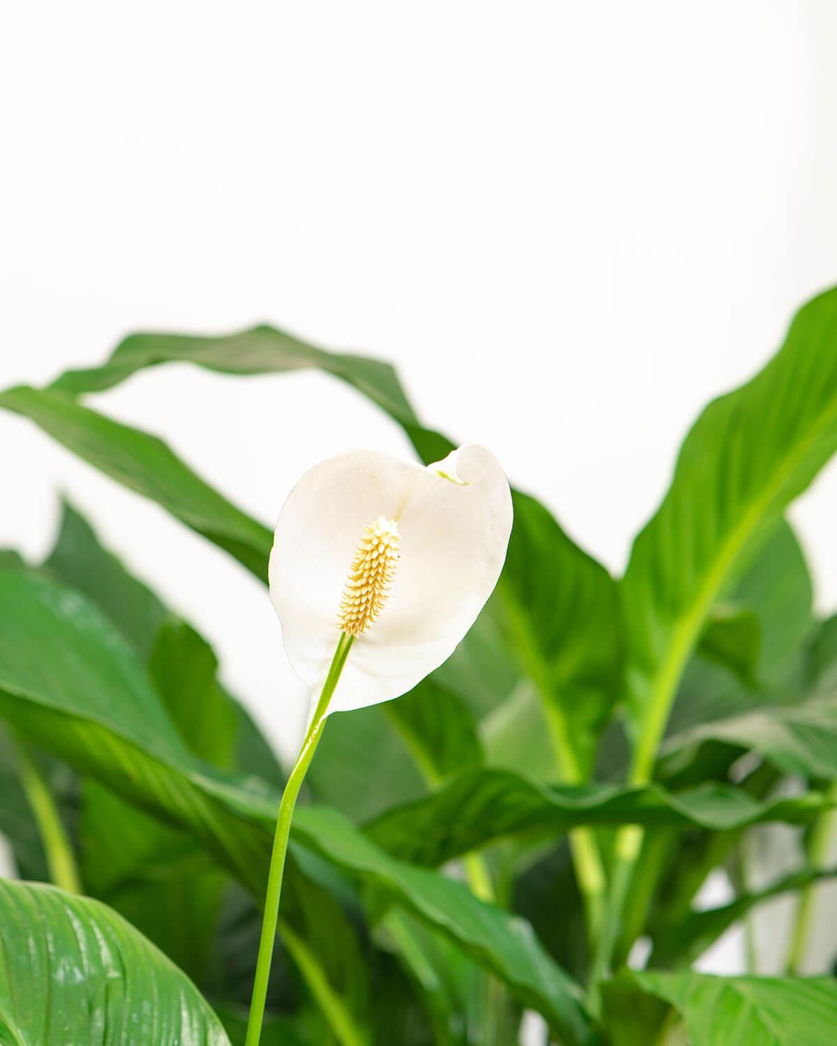 Peace Lily