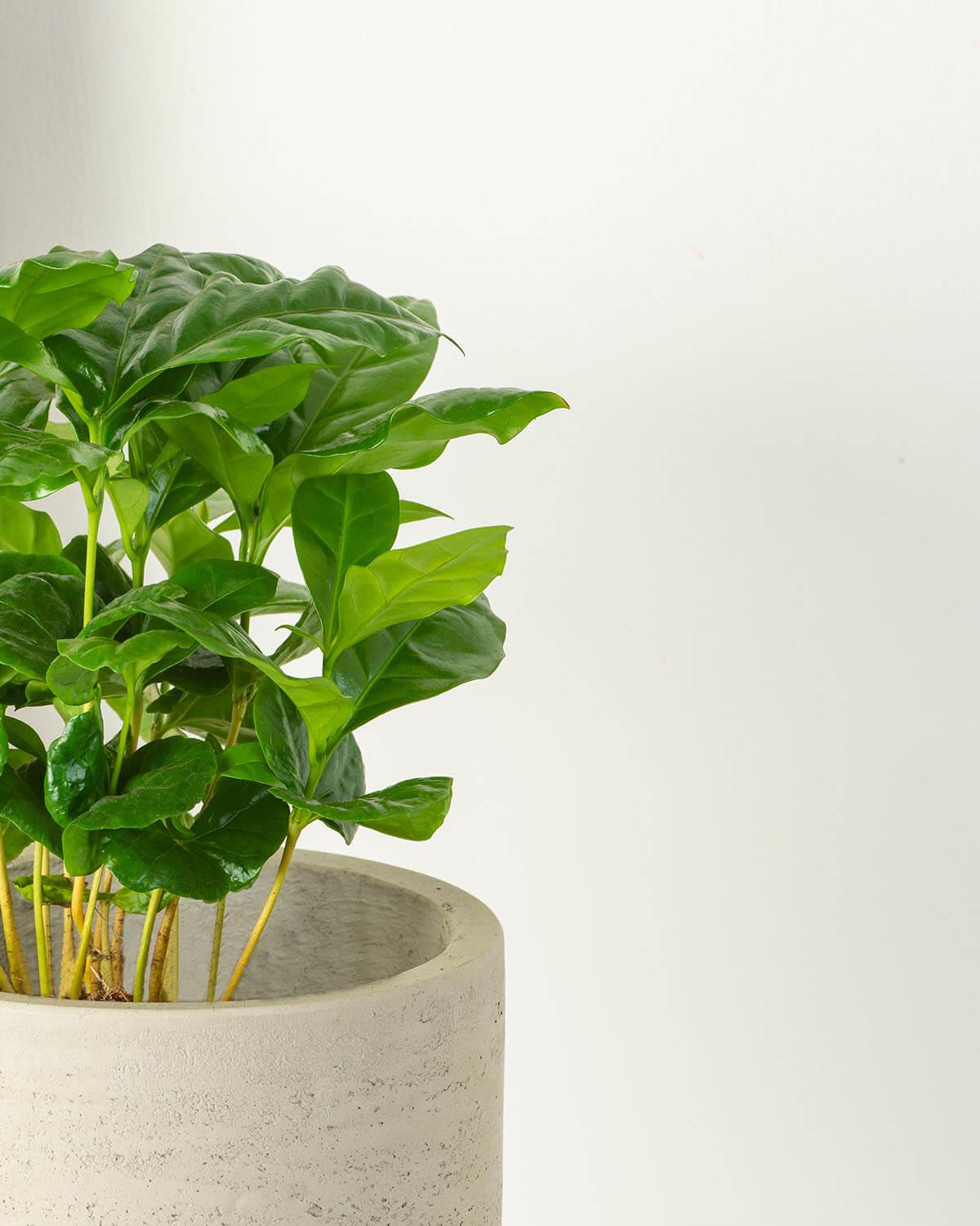 Coffee Plant