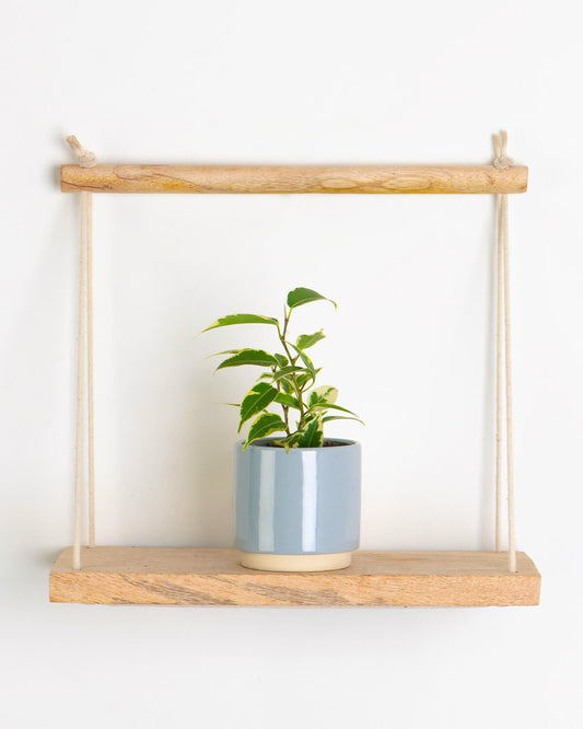 Lil' Variegated Weeping Fig