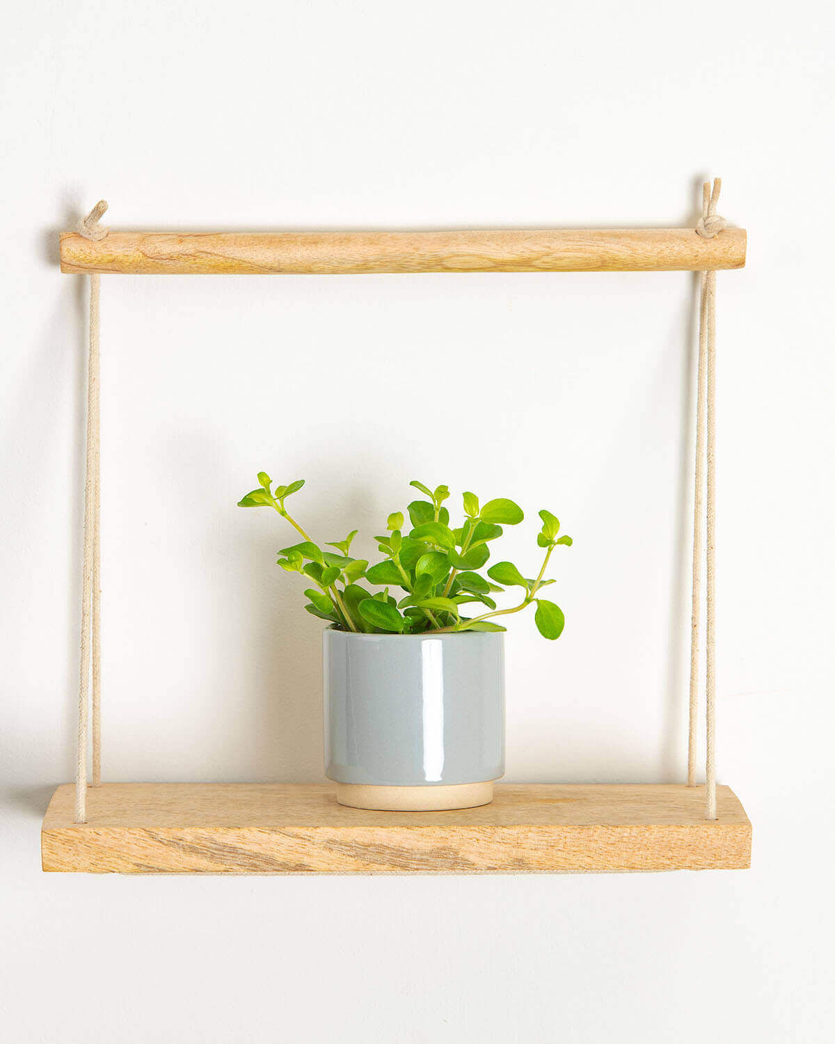 Peperomia rotundifolia | Trailing Jade Piccola Pianta da Interno | 10-15cm (Incl. Vaso Peperomia rotundifolia | Trailing Jade Piccola Pianta da Interno | 10-15cm (Incl. Vaso