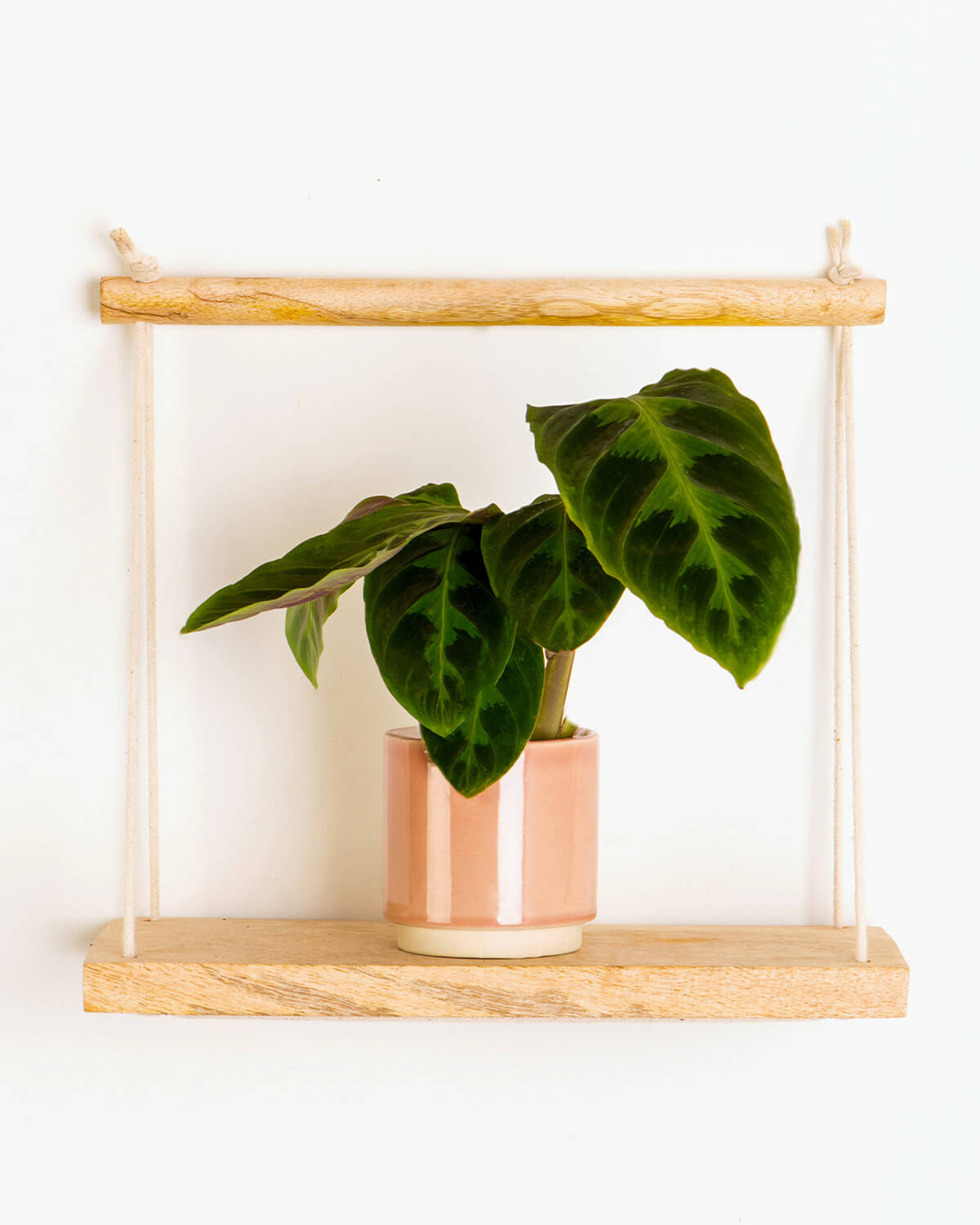 Lil' Warszewiczii Prayer Plant