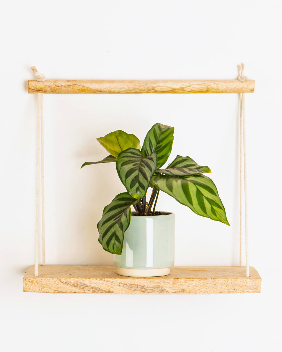 freddie prayer plant Lil' Freddie Prayer Plant | Baby Plant