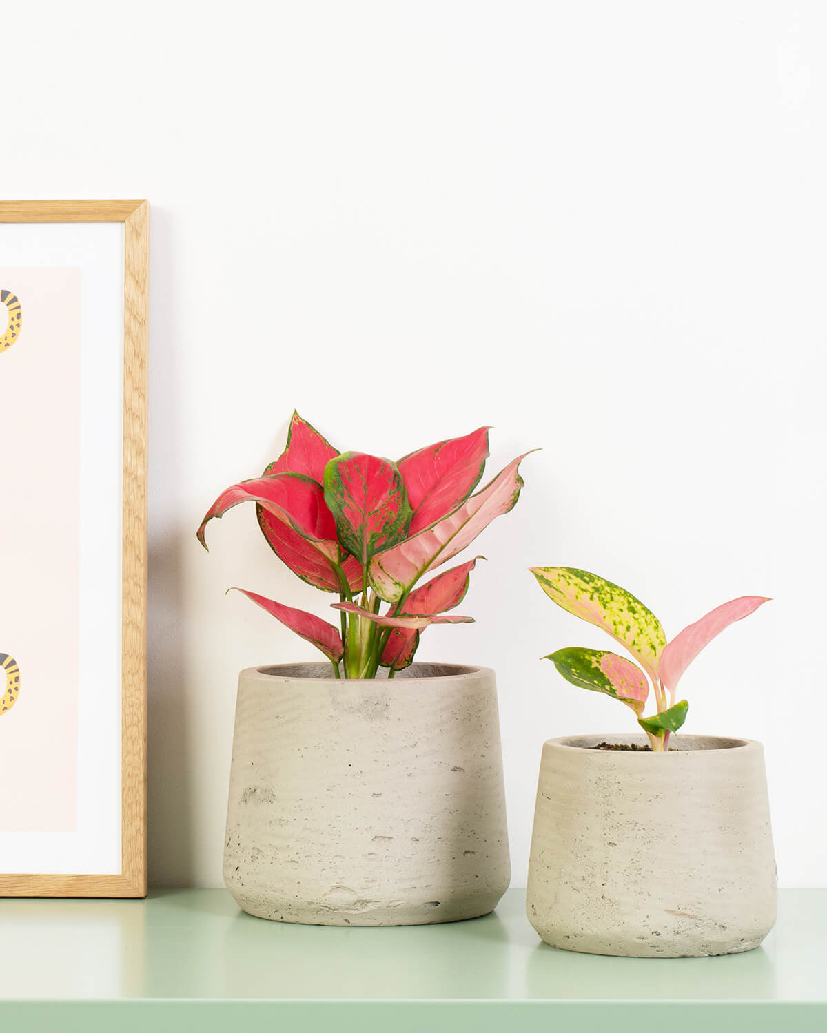 aglaonema red zirkon care Aglaonema Commutatum | Red Zirkon