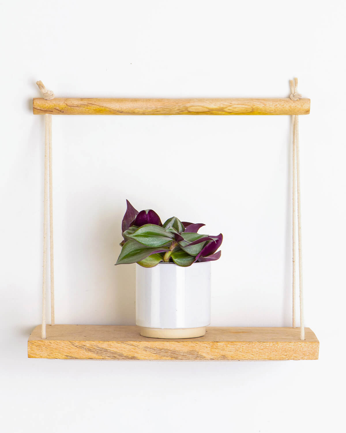 hanging dude plant Lil' Wandering Dude | Baby Plant