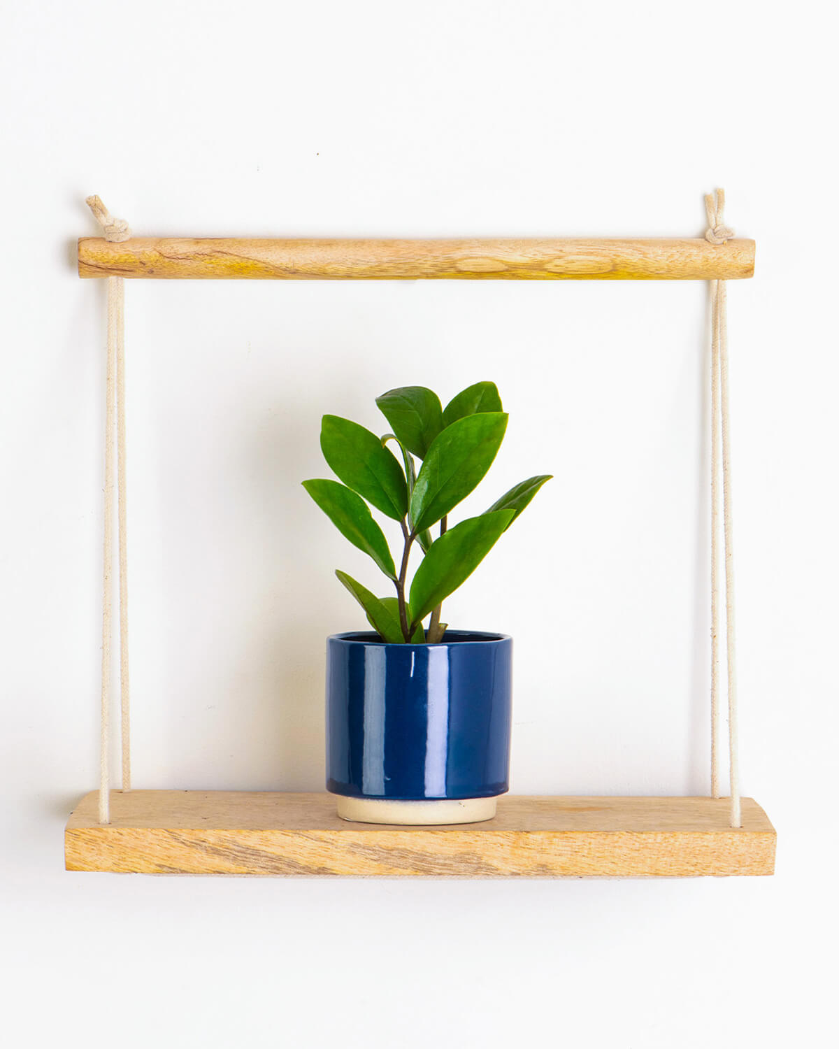 hanging zz plant Lil' ZZ Plant | Baby Plant