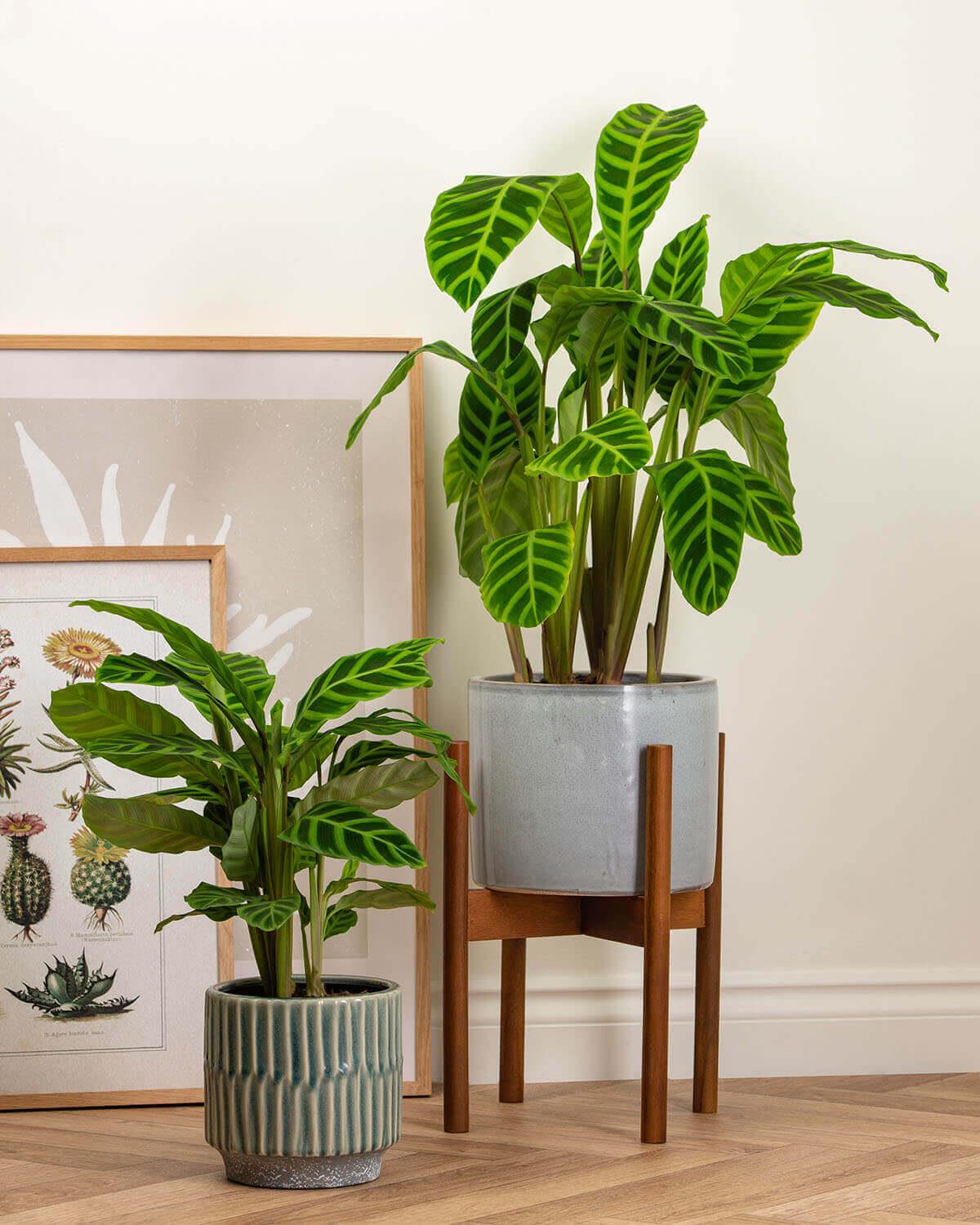 prayer plant size Zebrina Prayer Plant | Calathea Zebrina