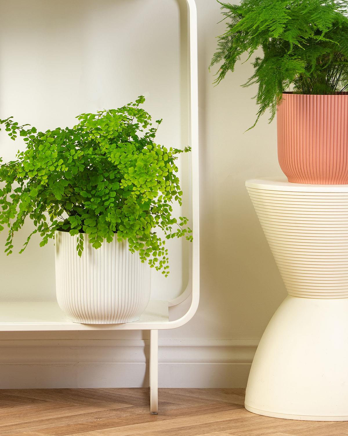 Fern Bundle