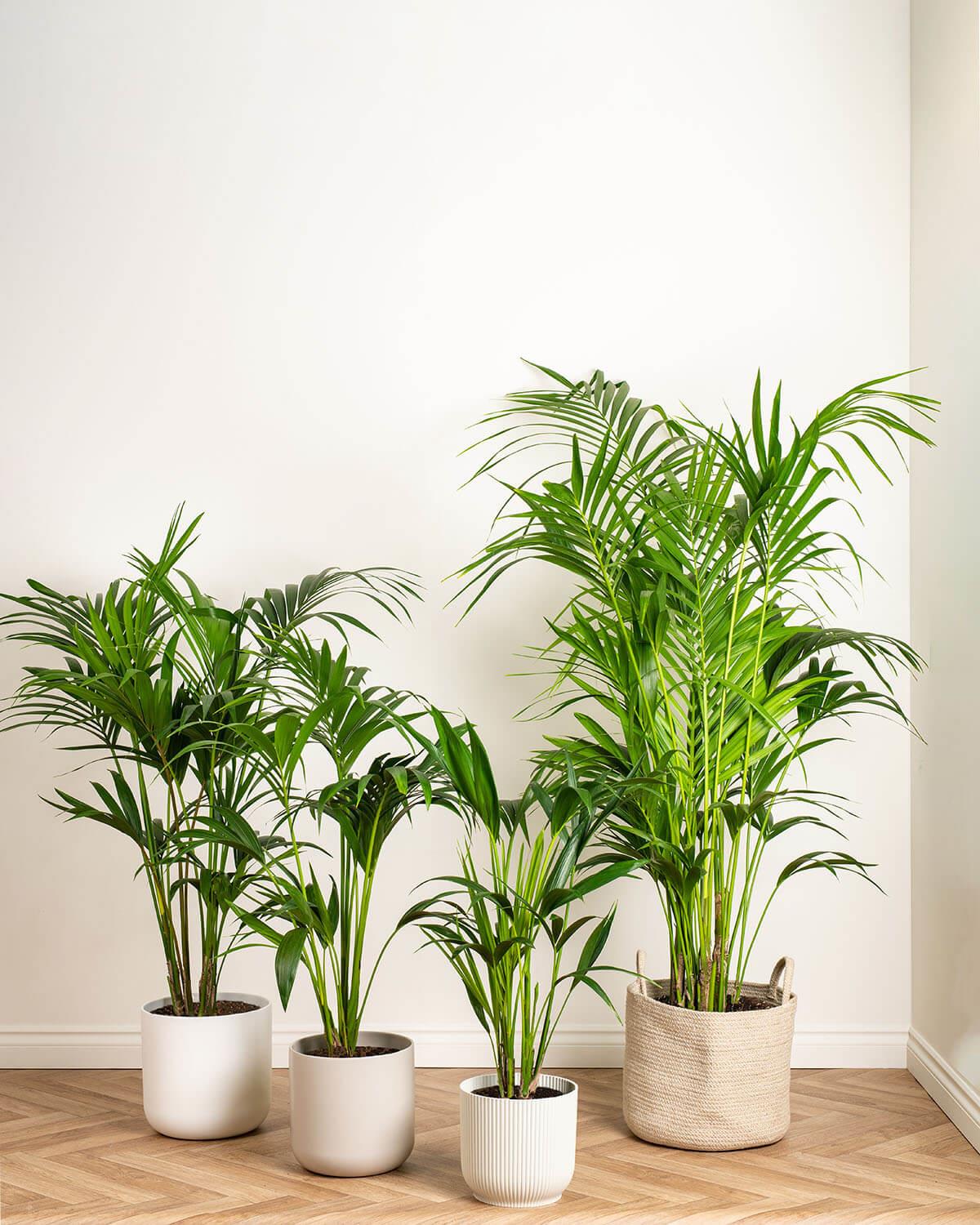 areca palm or kentia palm Kentia Palm | Howea Forsteriana