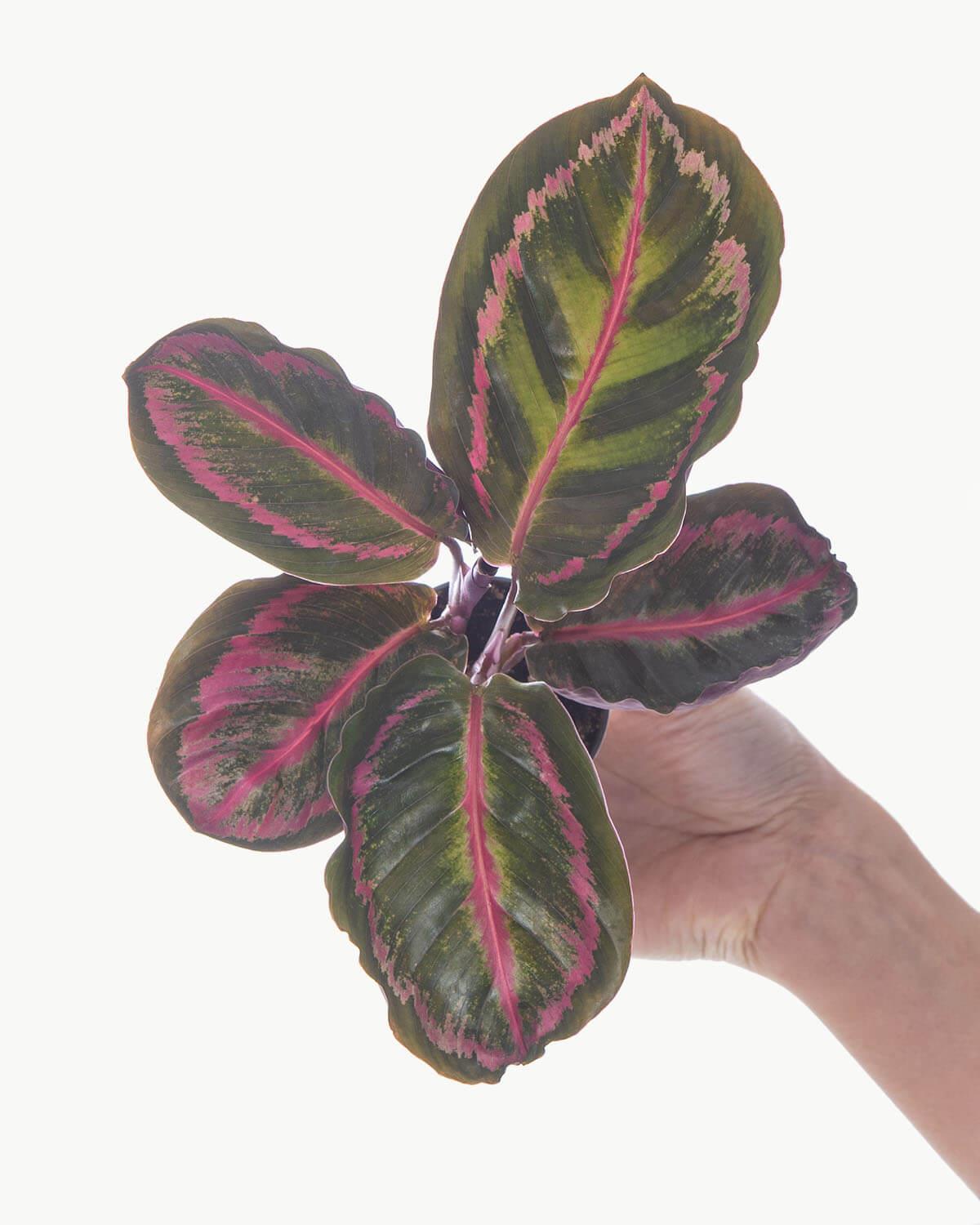 Lil' Medallion Prayer Plant