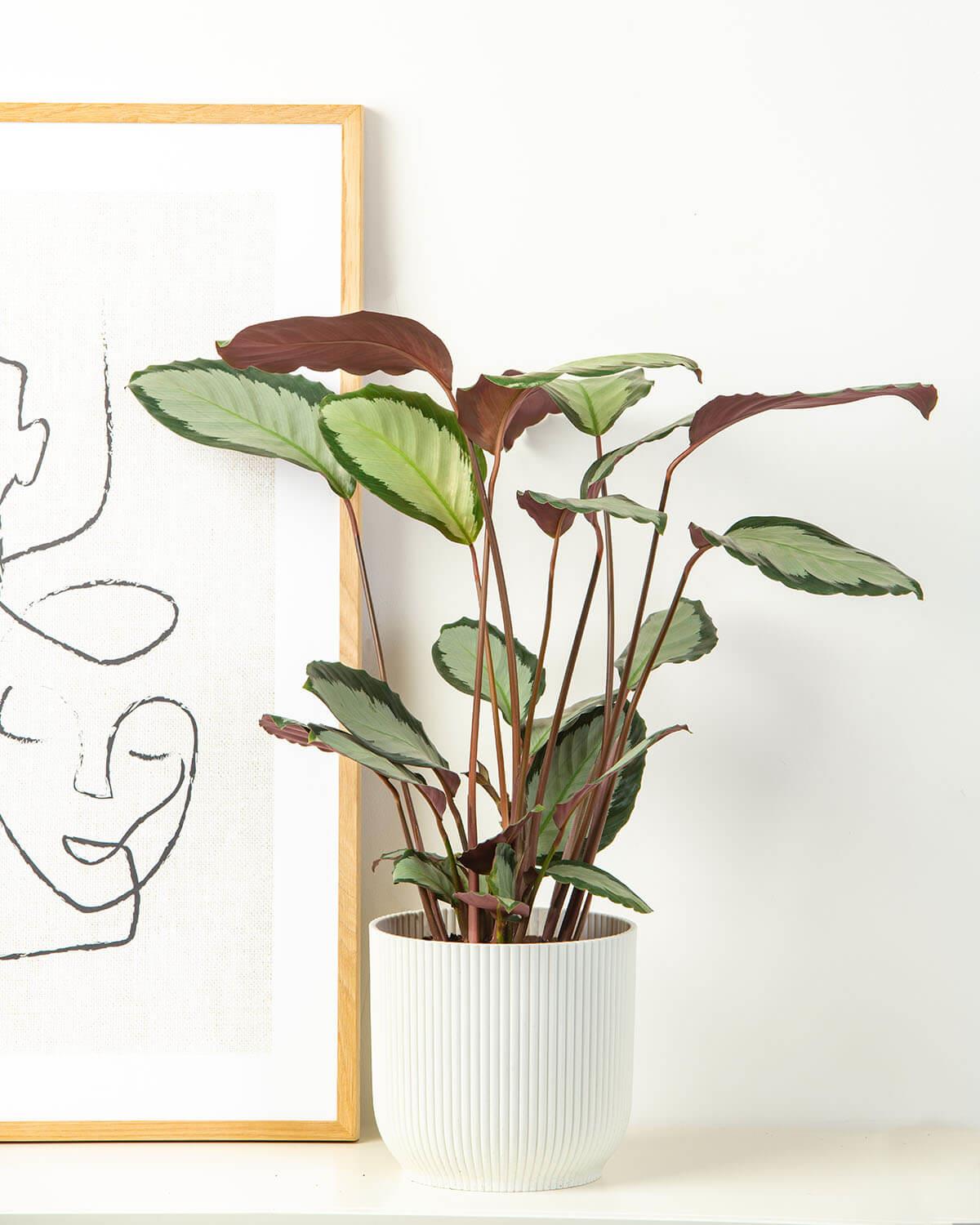 Picturata Prayer Plant | Calathea Picturata