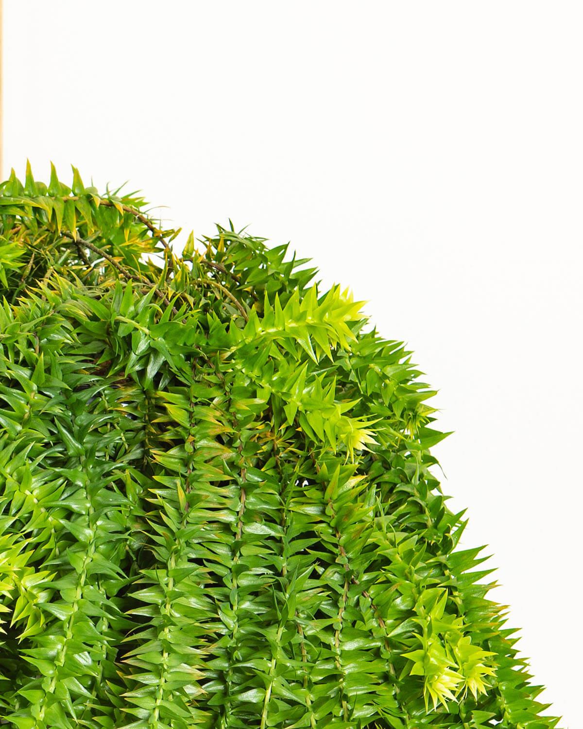 Tassel Fern