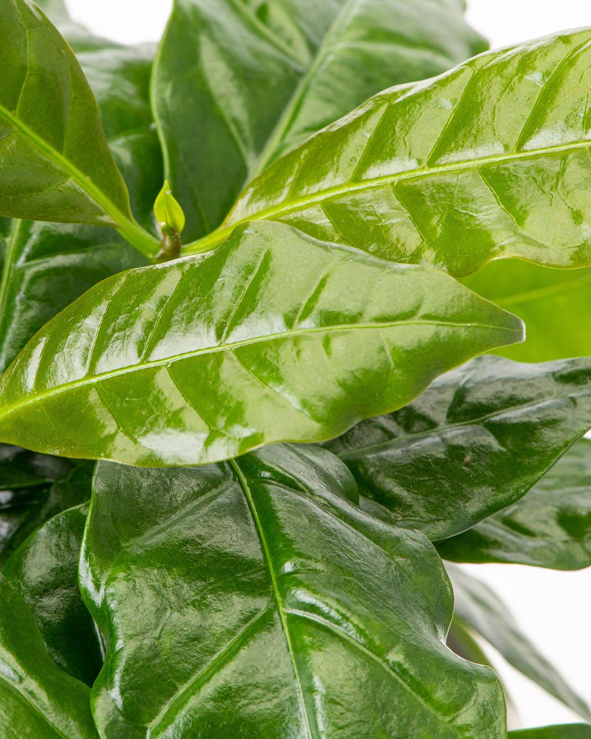 Coffee Plant