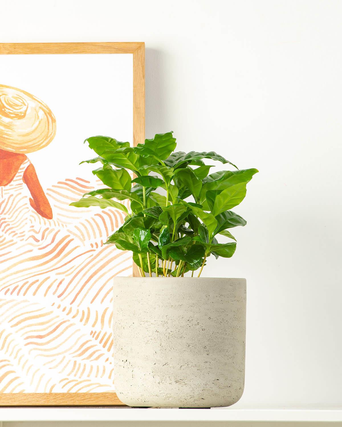 Coffee Plant