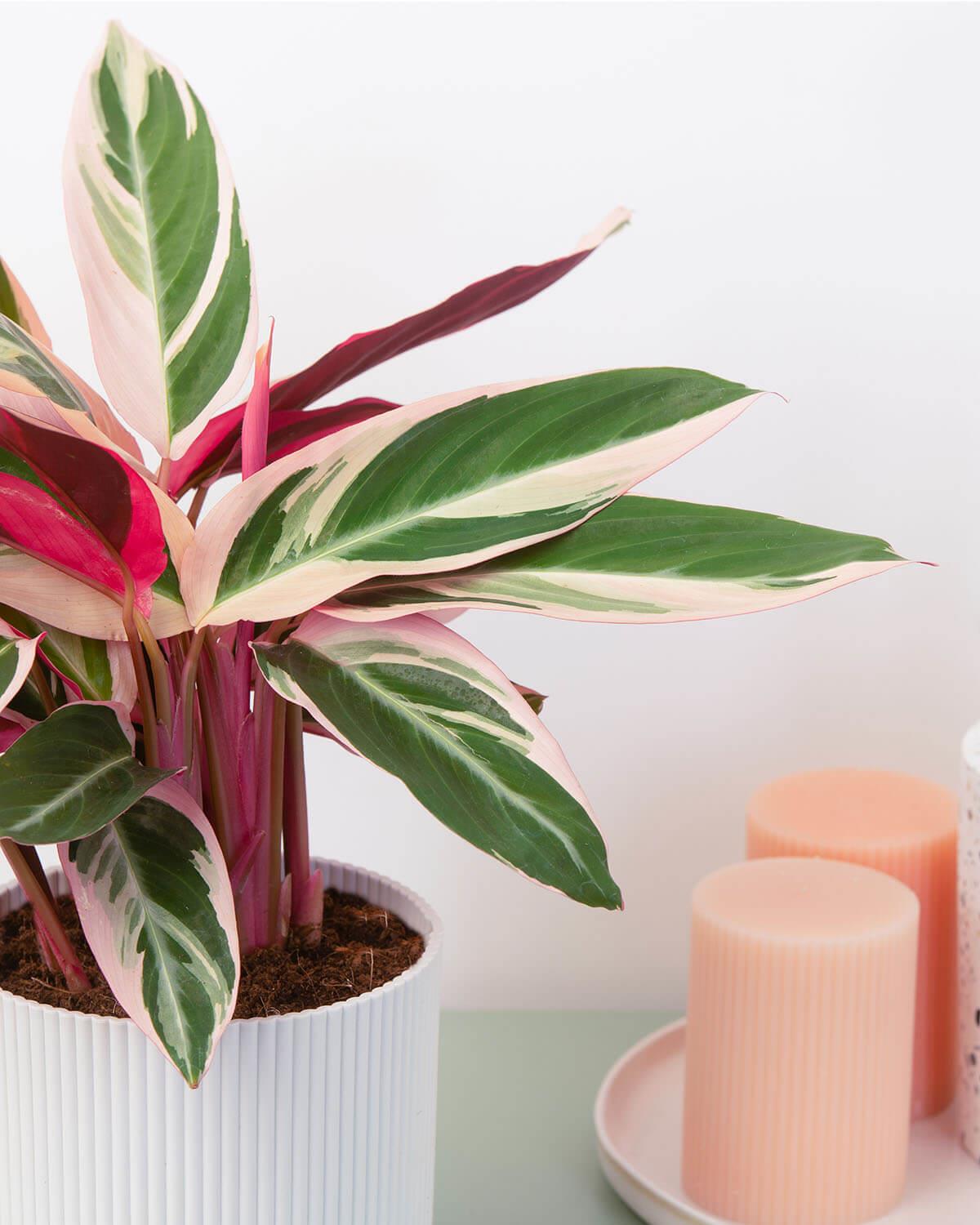 Triostar Prayer Plant