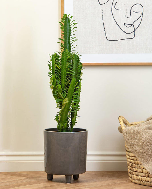 Bailey Ceramic Pot and Bolivian Forest Cactus