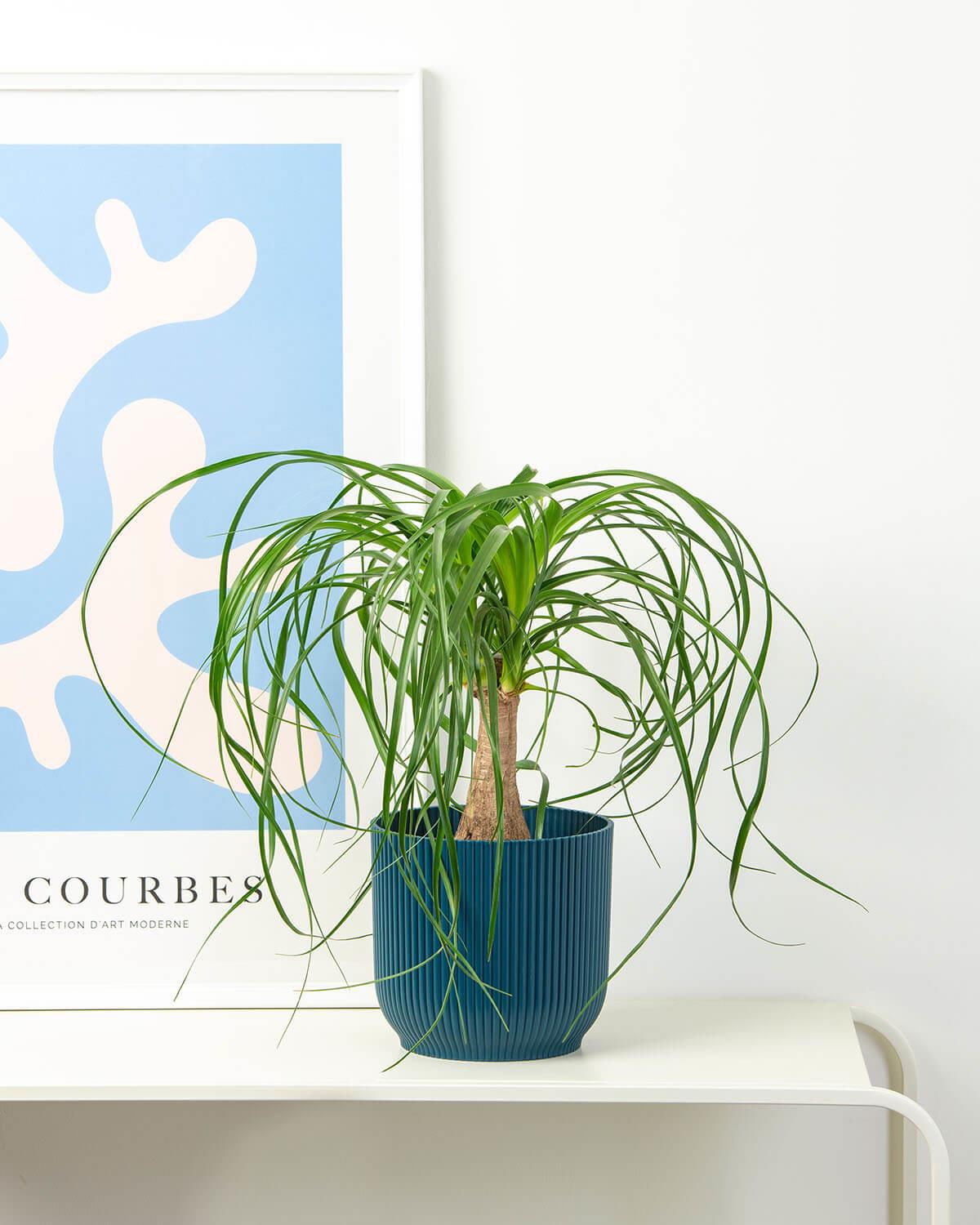 Ponytail Palm