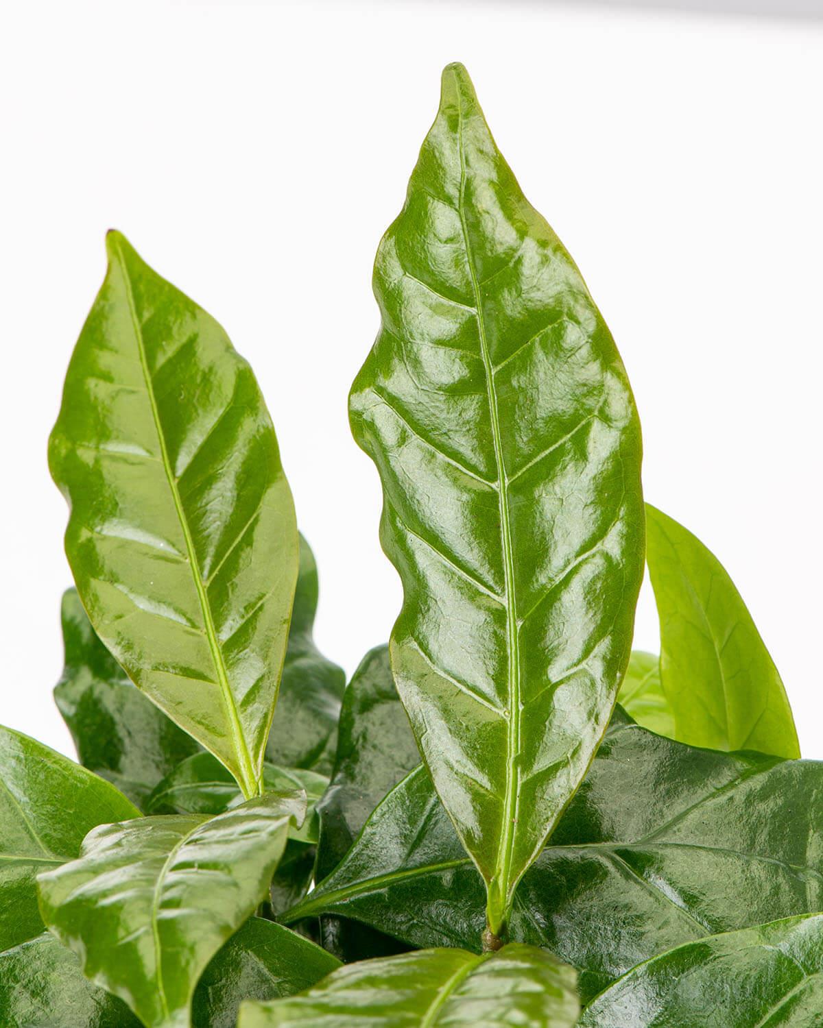 Coffee Plant