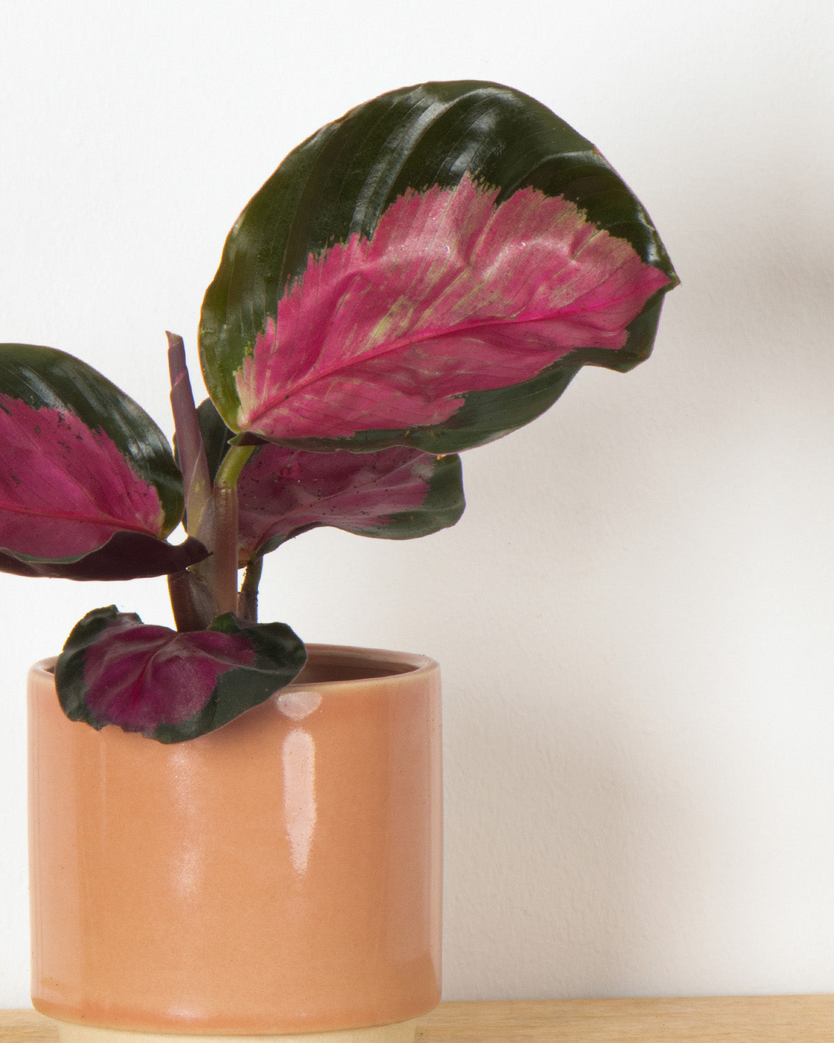 Lil' Rose Painted Prayer Plant