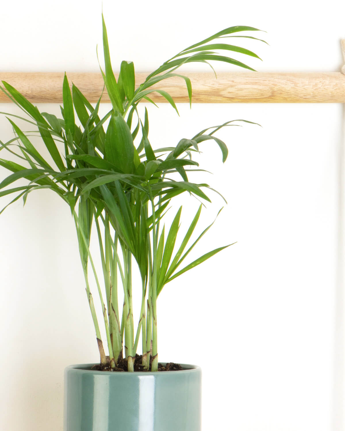 Lil' Parlour Palm