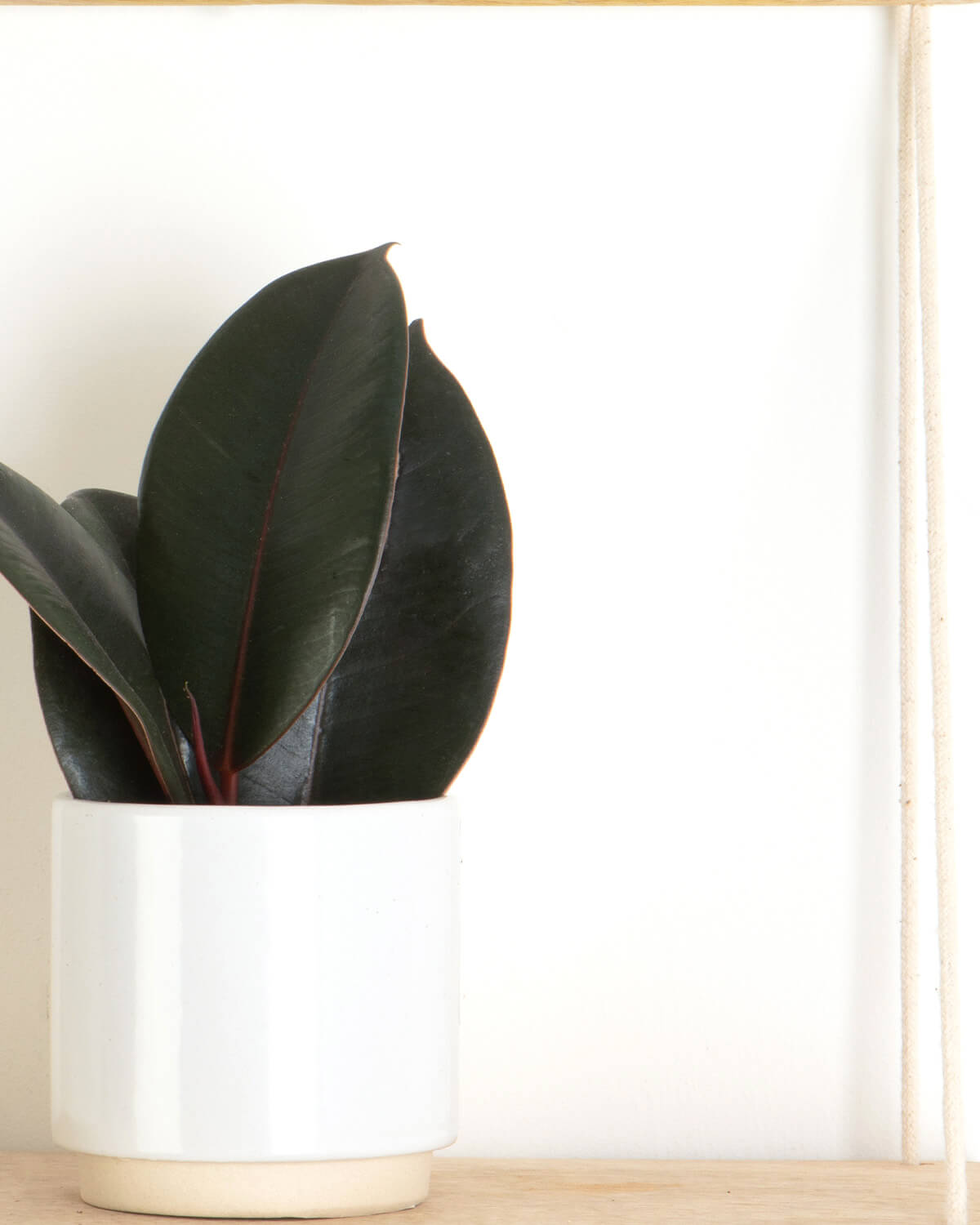 Lil' Rubber Plant