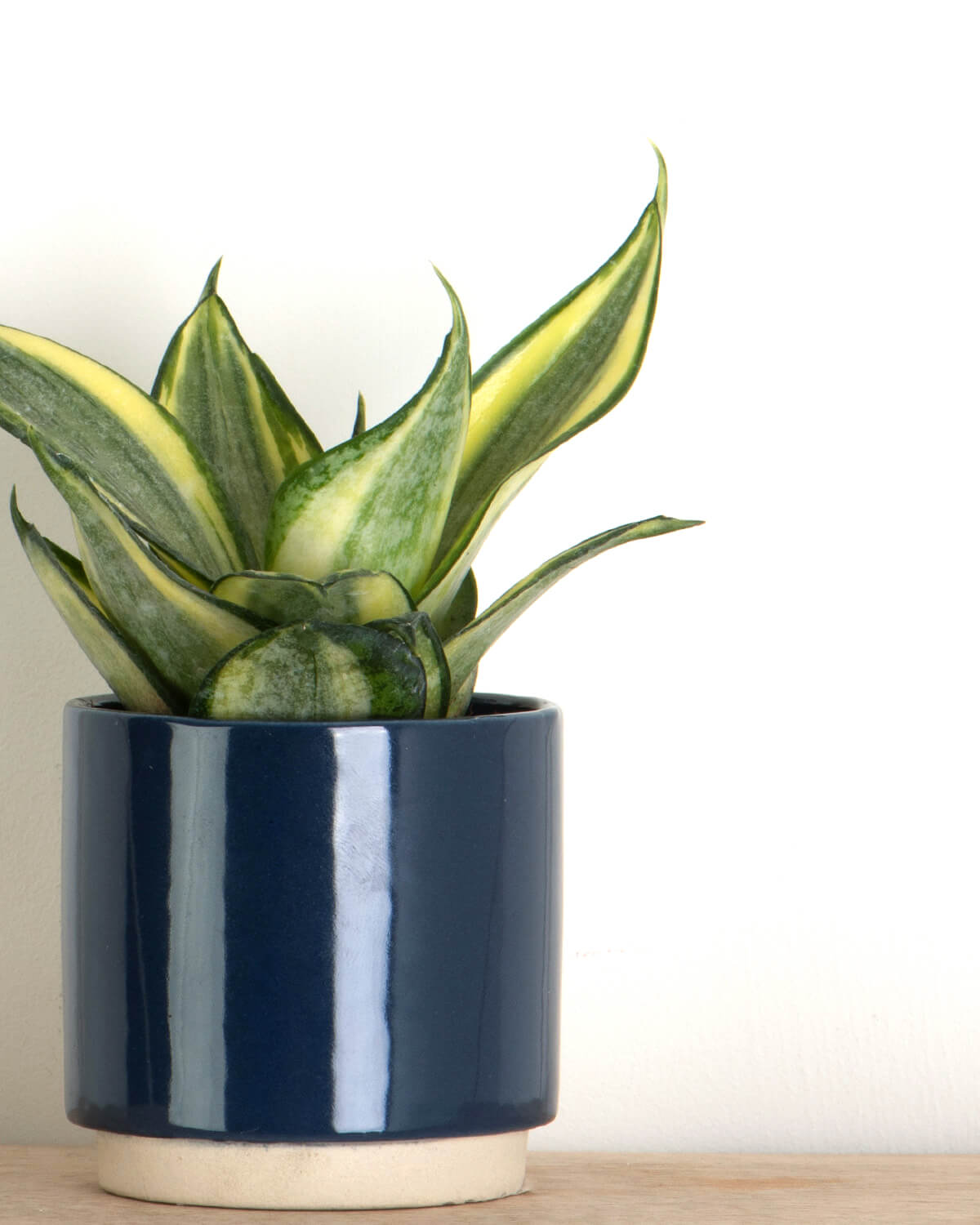 Lil' Birds Nest Snake Plant