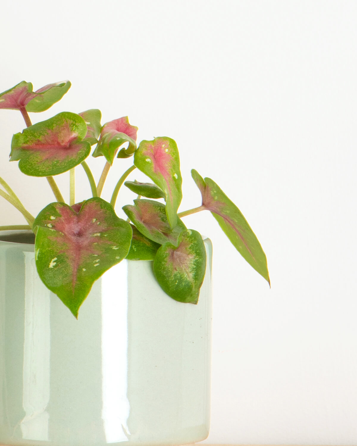 Lil' Angel Wings Casey