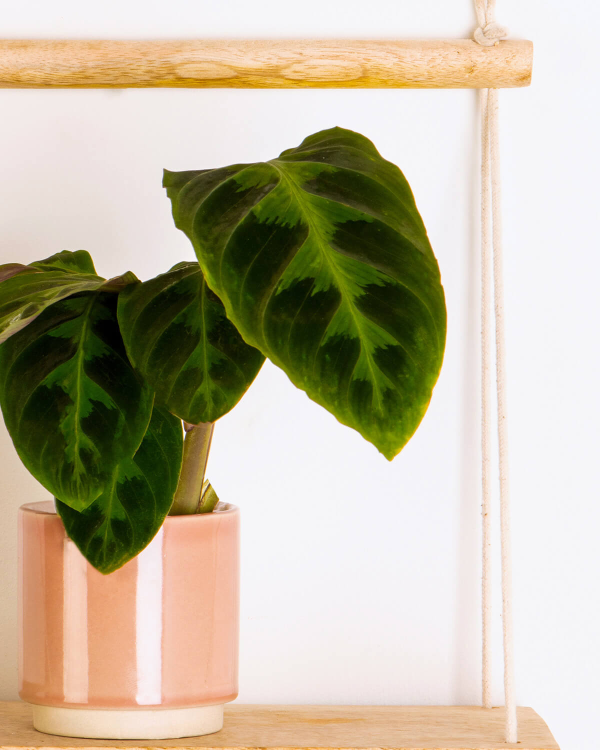 Lil' Warszewiczii Prayer Plant